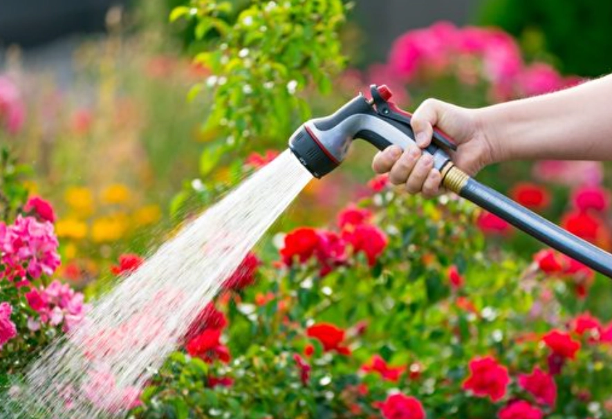 植物養護 植物養護