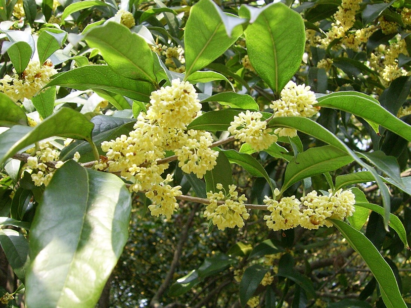 桂花树种植位置 桂花树种植位置