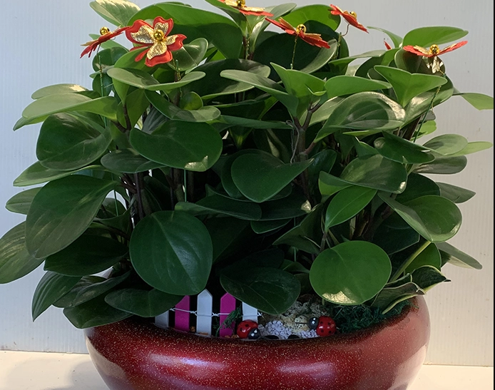 圓葉金錢樹養護 圓葉金錢樹養護