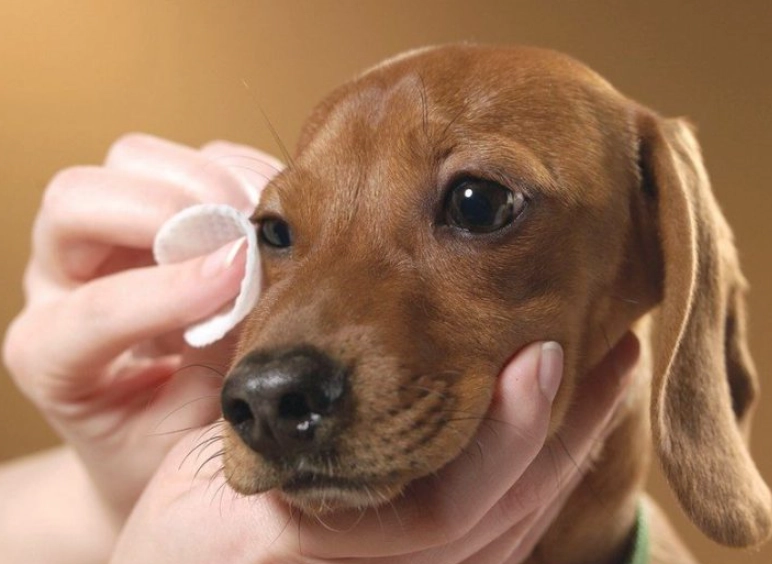 狗狗眼睛流淚 狗狗眼睛流淚