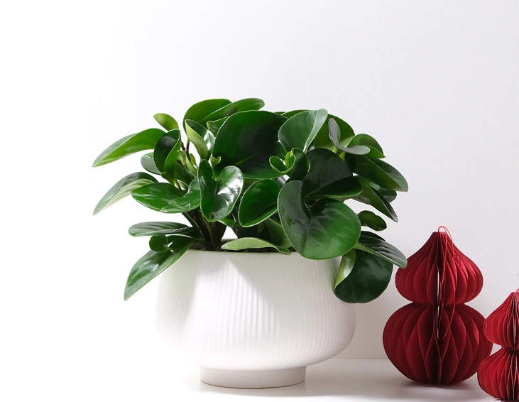 圓葉金錢樹 benefits 圓葉金錢樹 benefits