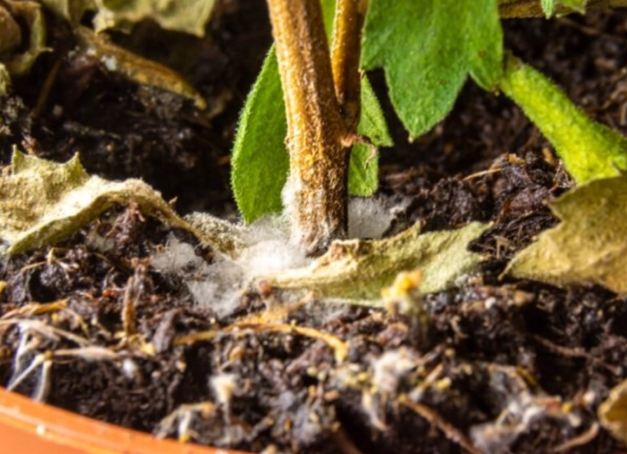植物發霉處理 植物發霉處理