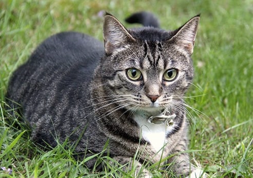 貓樟腦中毒急救