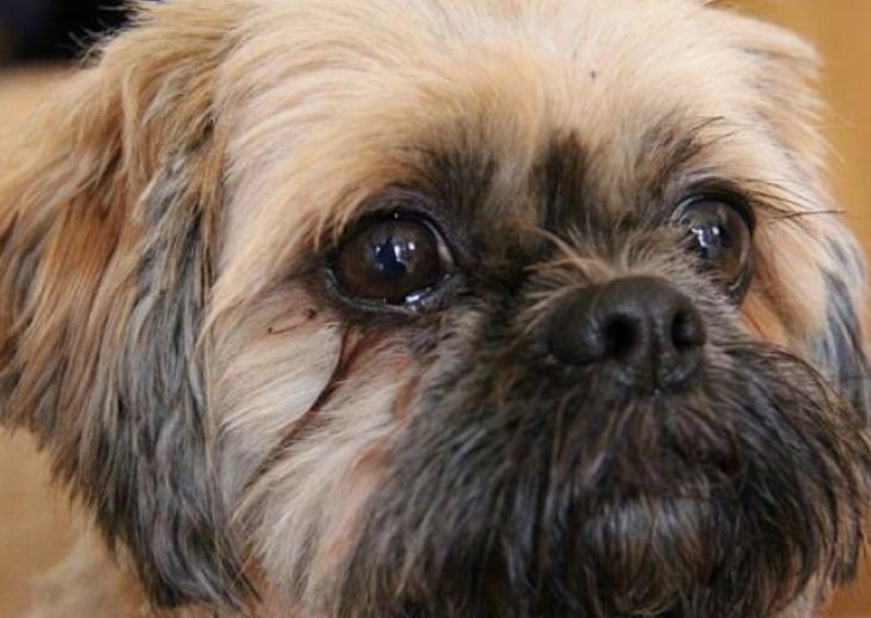 狗狗眼睛流淚 狗狗眼睛流淚