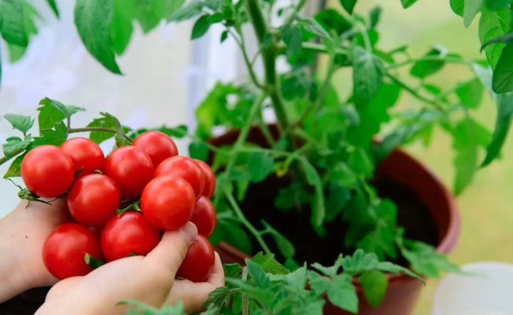 番茄人工授粉技巧