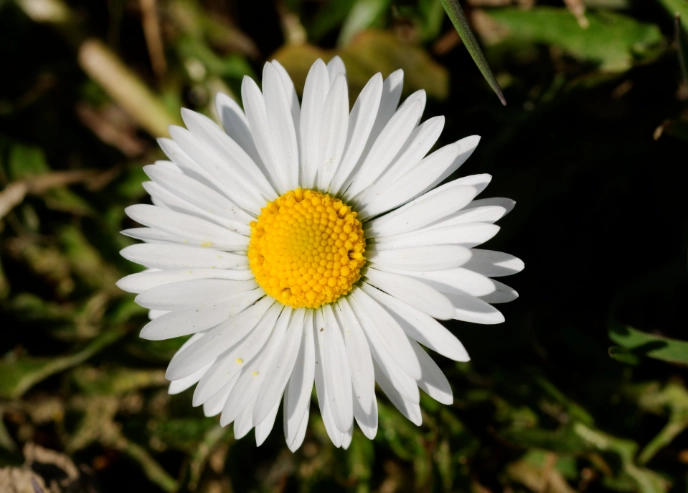 世界國花列表 世界國花列表