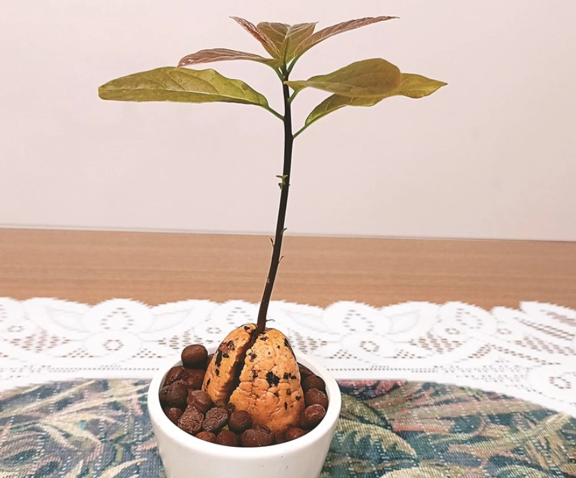 酪梨树修剪时机