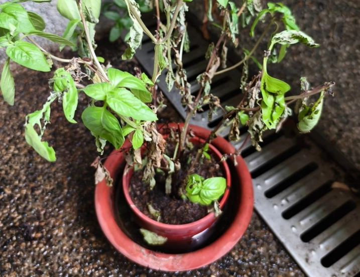 植物急救方法 植物急救方法