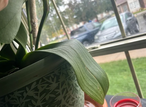 蘭花養護技巧 蘭花養護技巧