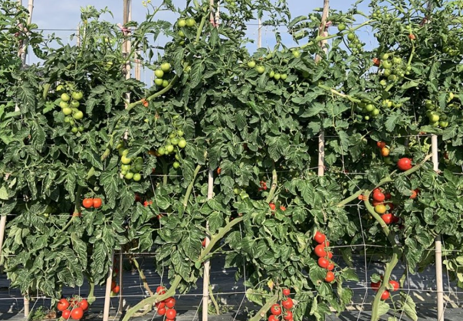 陽台種番茄 陽台種番茄