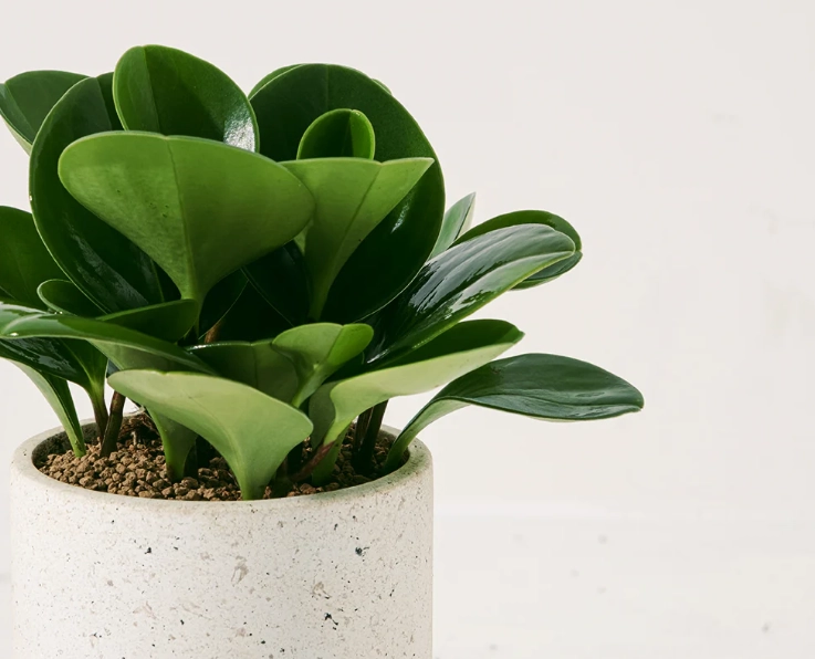 圓葉金錢樹養護 圓葉金錢樹養護