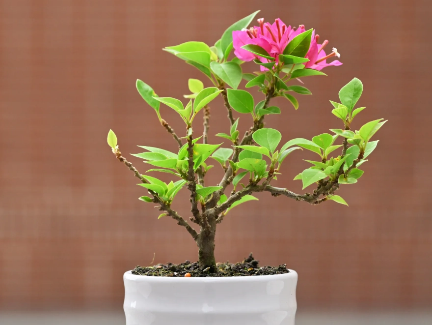 室內盆栽樹木 室內盆栽樹木