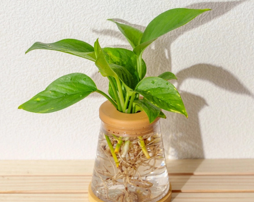 黃金葛安全種植 黃金葛安全種植