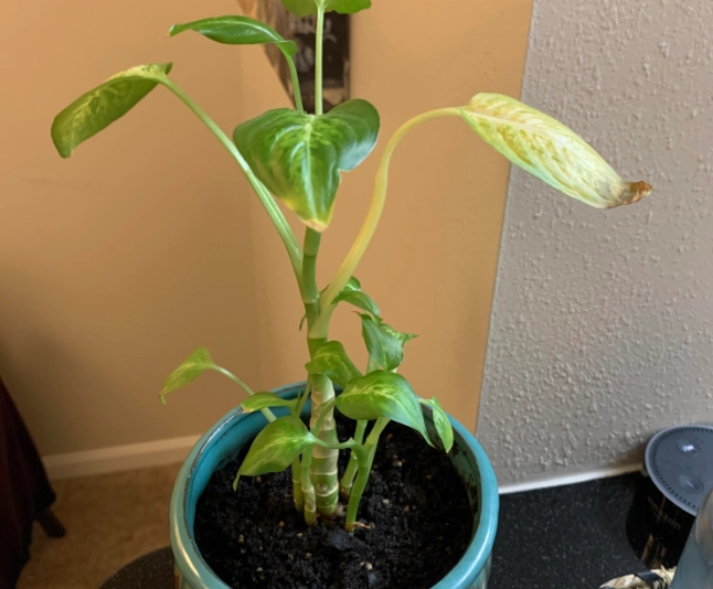 黛粉葉土壤問題