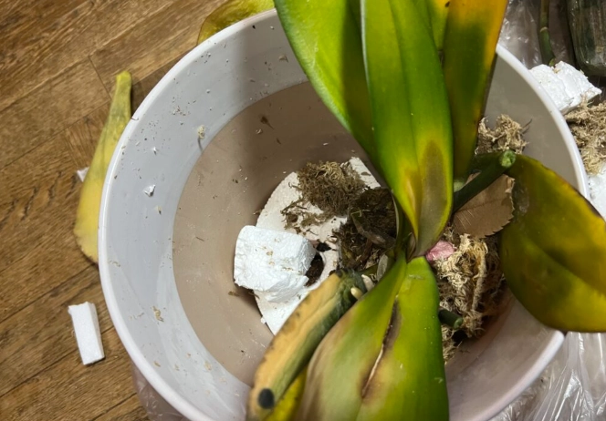 蘭花繁殖方法 蘭花繁殖方法