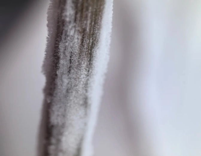 家居植物霉菌防治