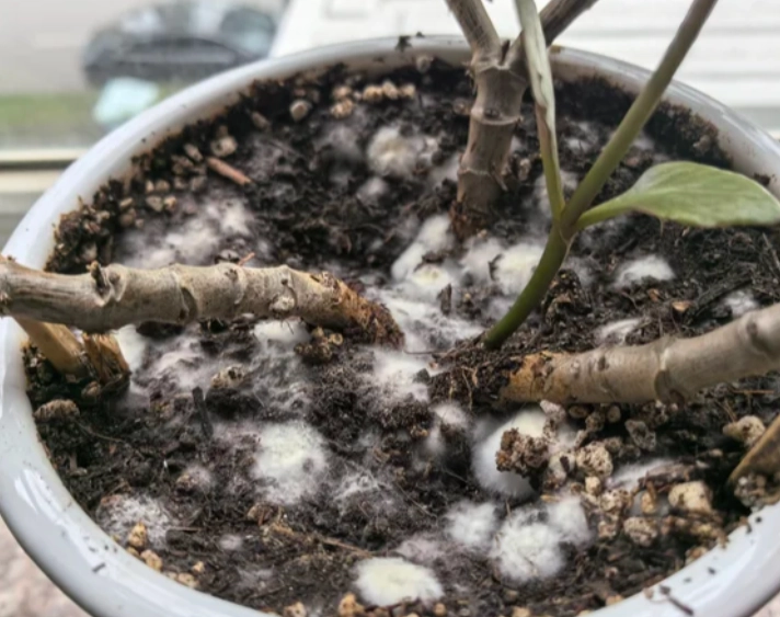 酒精除霉方法 酒精除霉方法