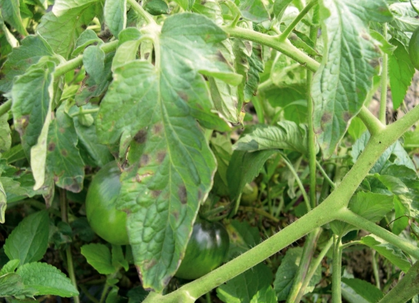 番茄有機種植病害防治 番茄有機種植病害防治