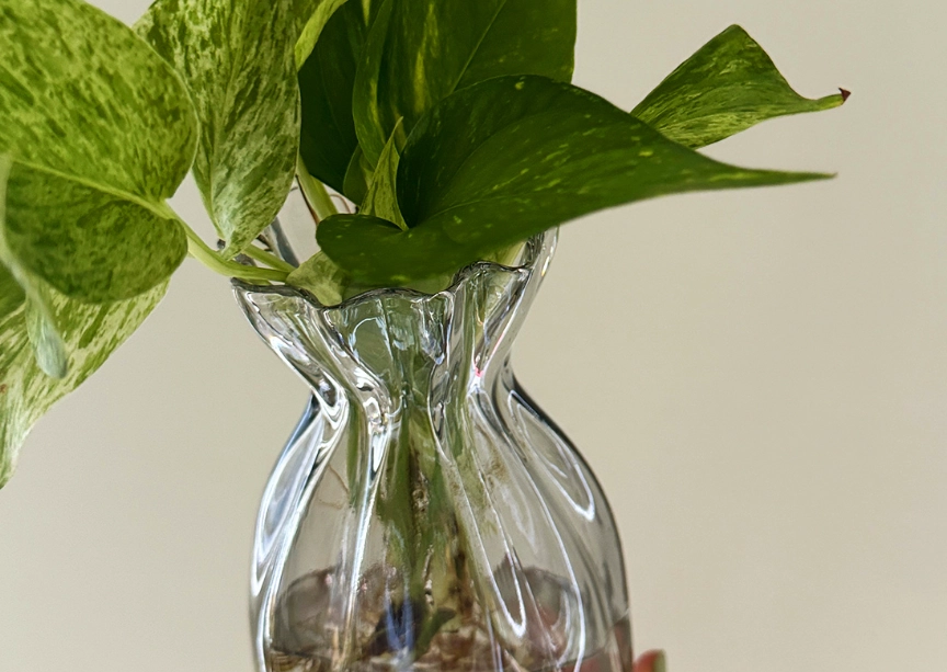 黃金葛毒性症狀 黃金葛毒性症狀