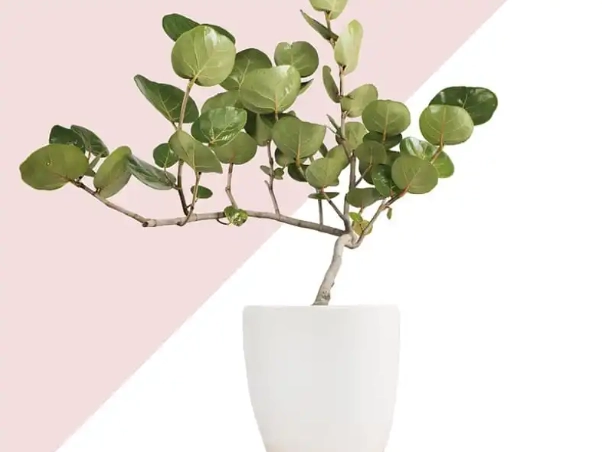 室外盆栽植物推薦