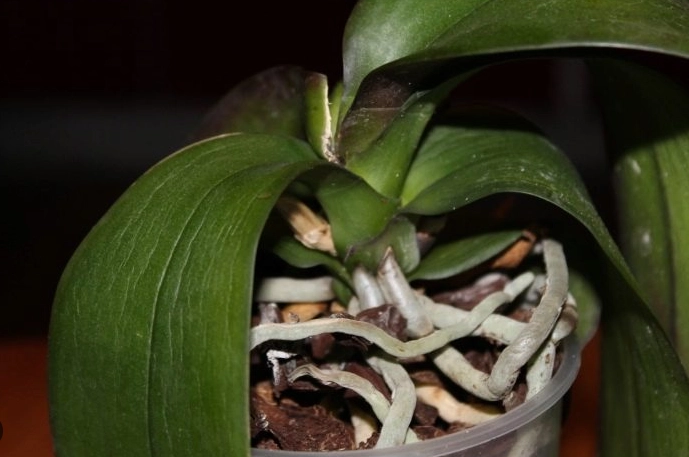 蘭花葉子軟化處理 蘭花葉子軟化處理