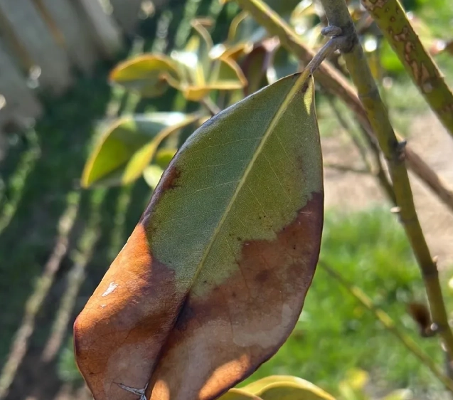 植物葉子變黑處理