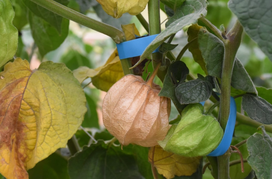 燈籠果修剪方法 燈籠果修剪方法