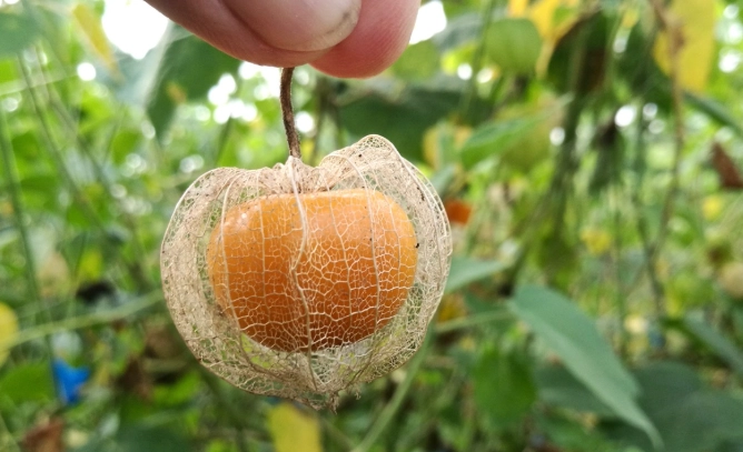 燈籠果修剪方法 燈籠果修剪方法