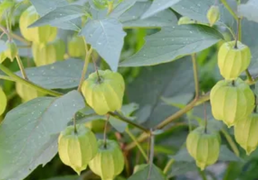 酸漿果病虫害防治