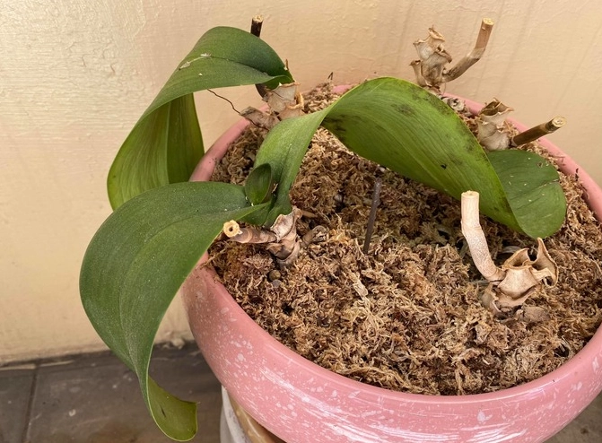 蘭花分株技巧 蘭花分株技巧