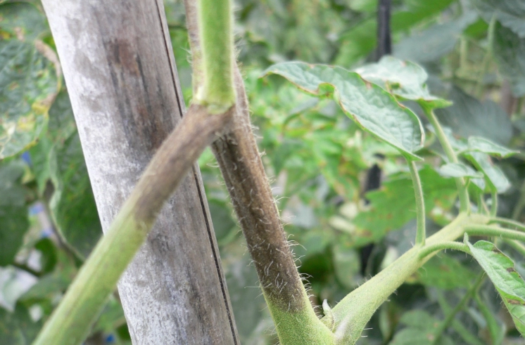 番茄有機種植病害防治 番茄有機種植病害防治