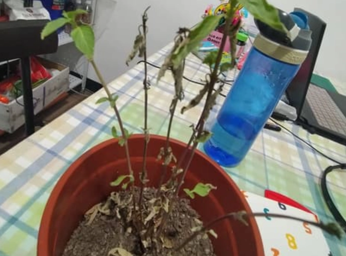 盆栽復活技巧 盆栽復活技巧