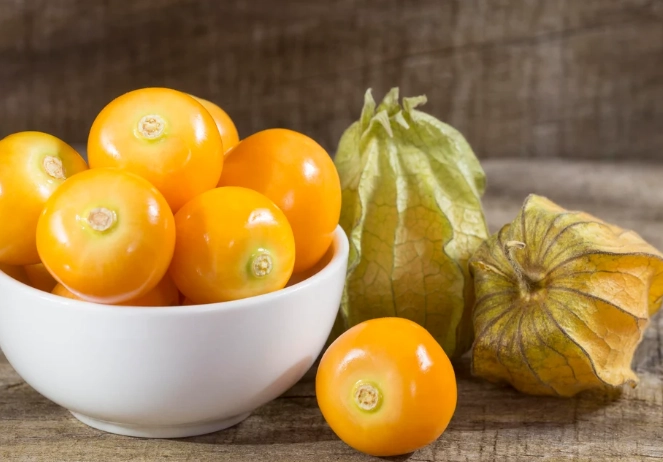 燈籠果收成期 燈籠果收成期