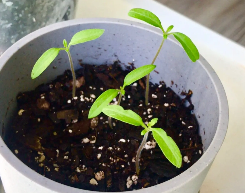 陽台小番茄發芽