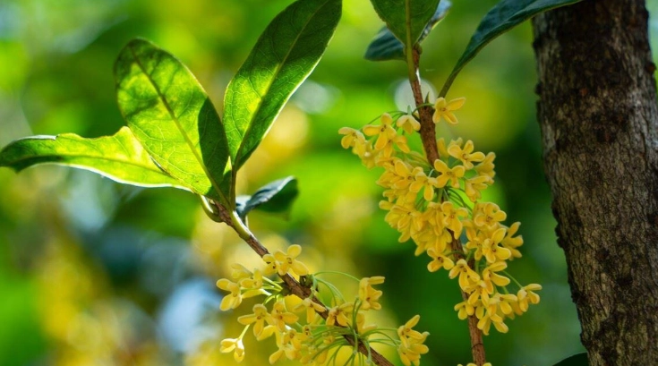桂花树栽培环境 桂花树栽培环境
