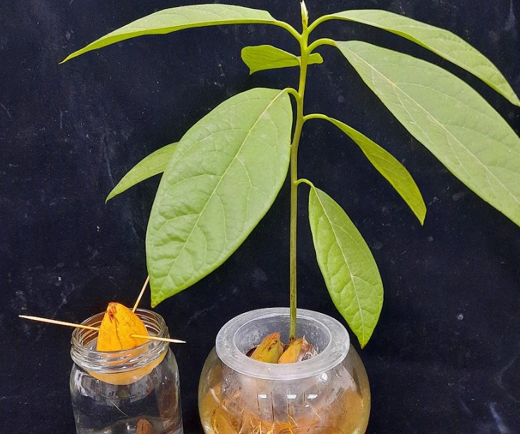 盆栽酪梨常見問題