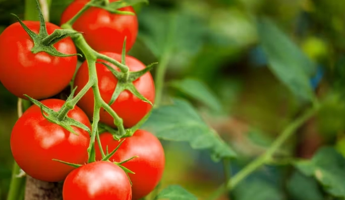 番茄種植步驟 番茄種植步驟