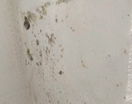 泥發霉處理 泥發霉處理