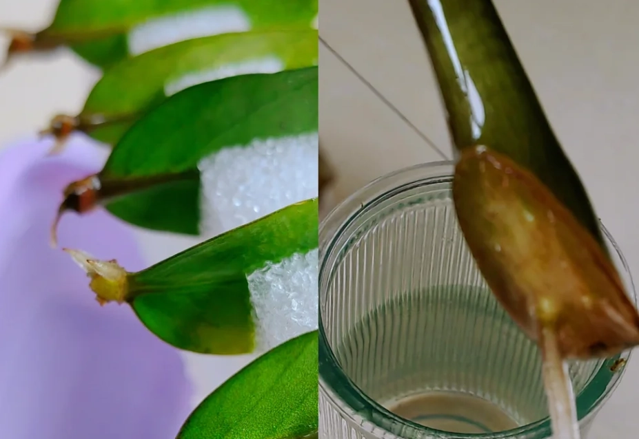 水耕金錢樹方法