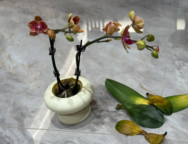 蘭花葉子掉落原因