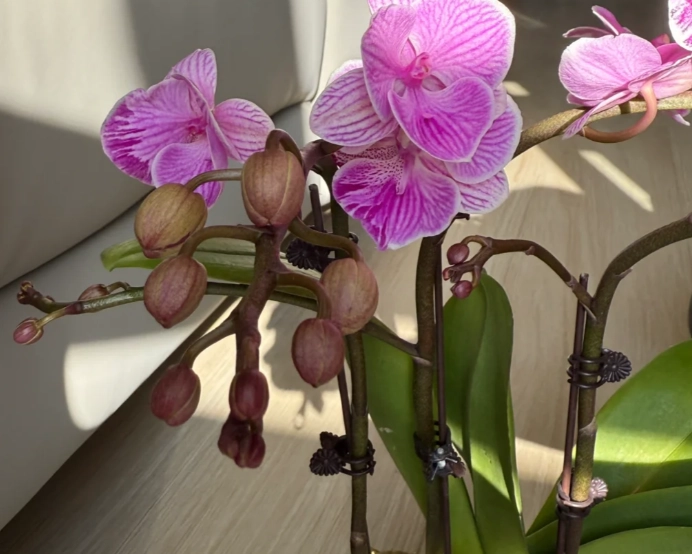 蘭花花苞凋謝解決方法