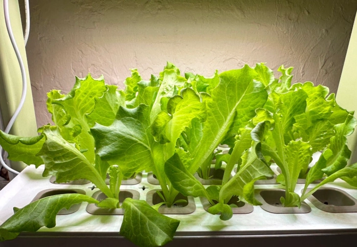 水耕栽培入門 水耕栽培入門