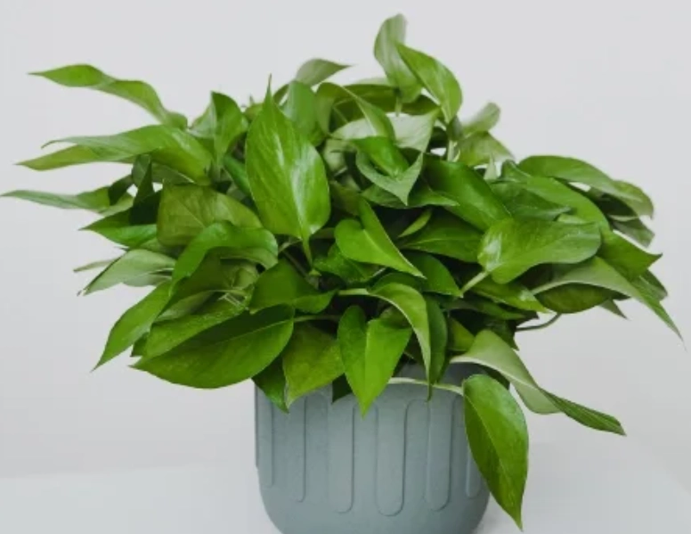 黃金葛安全種植 黃金葛安全種植