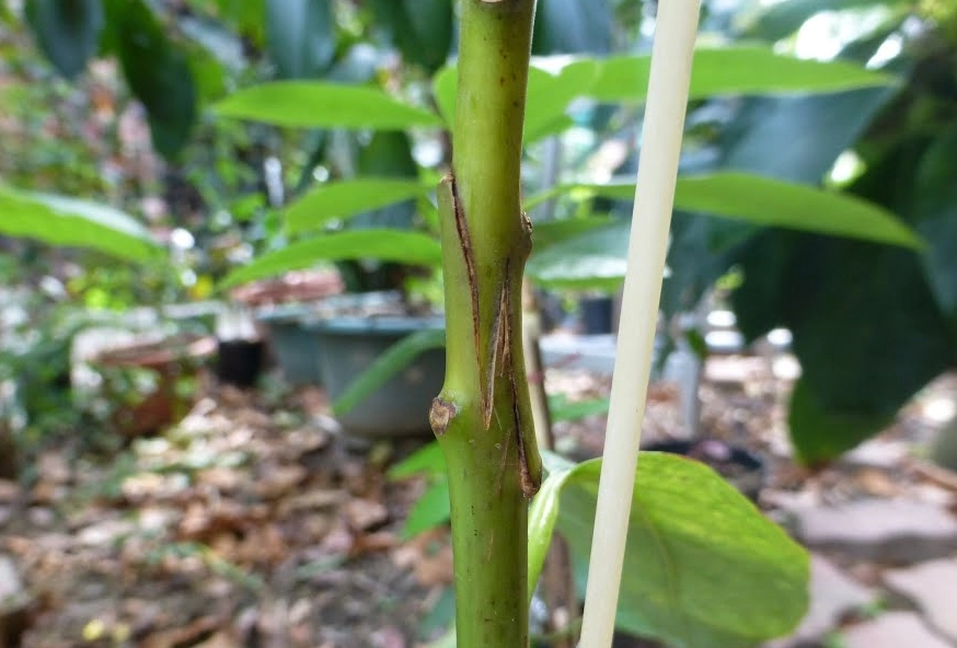酪梨嫁接時機 酪梨嫁接時機