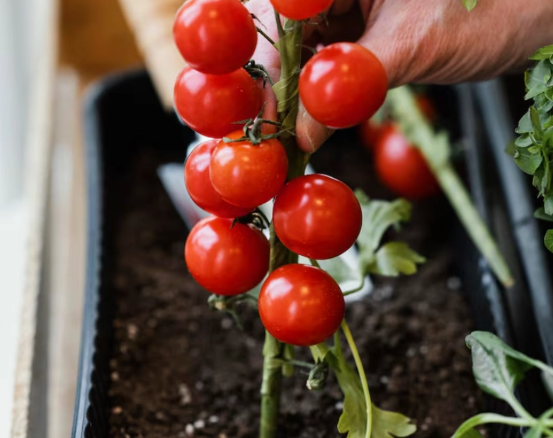 延長番茄壽命 延長番茄壽命