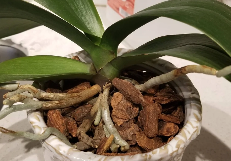 蘭花養護技巧 蘭花養護技巧