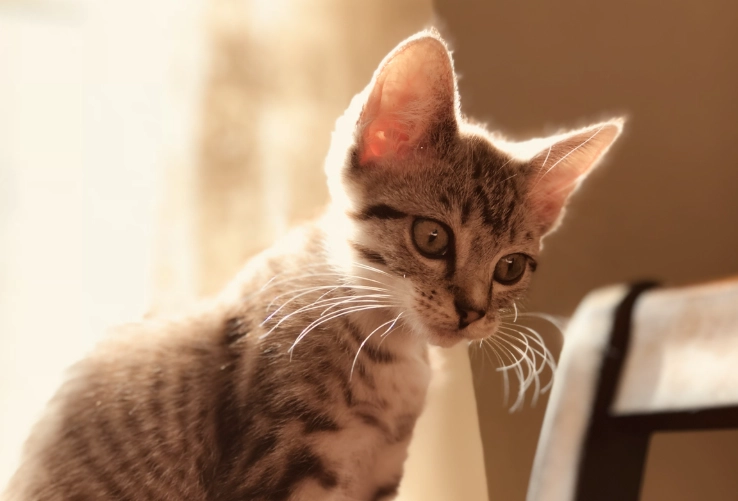 樟腦油對貓的影響