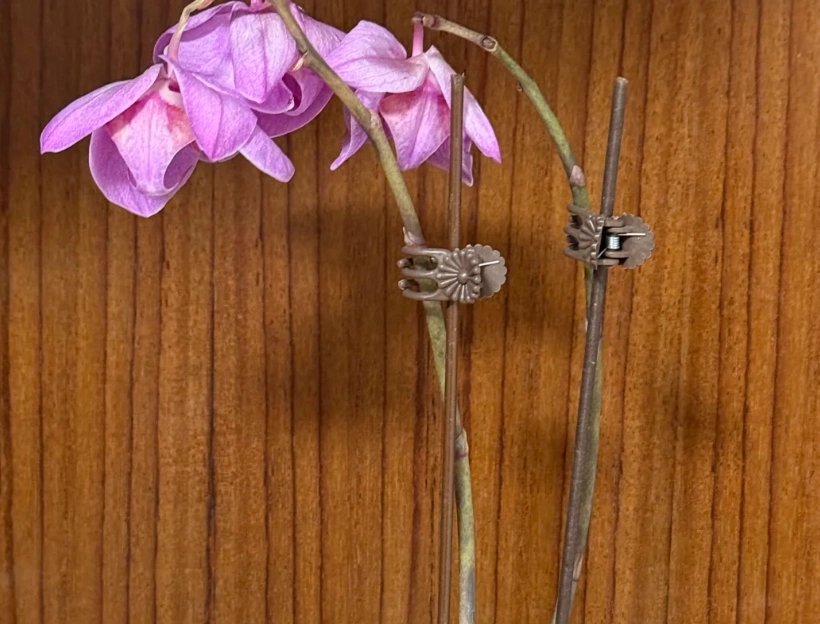 蘭花葉子掉光如何救