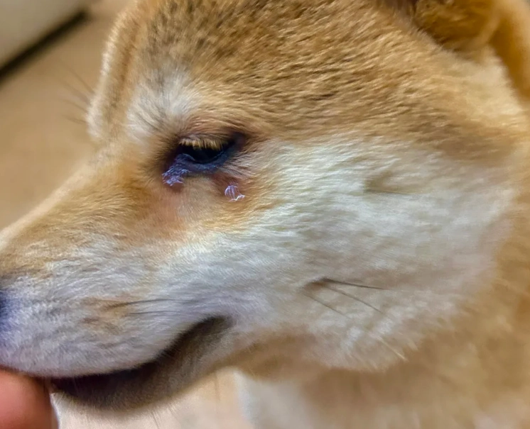 狗狗眼睛流淚 狗狗眼睛流淚