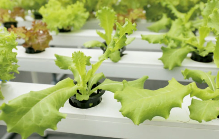家庭水耕種植 家庭水耕種植